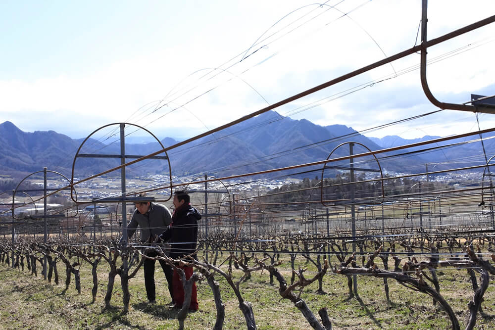 「ソラリス」に見る日本ワインの行方（全2回）vol.1　醸造責任者・島崎大さんの仕事編