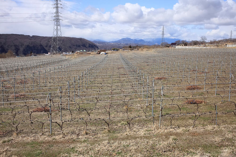 小諸ワイナリーに隣接する畑