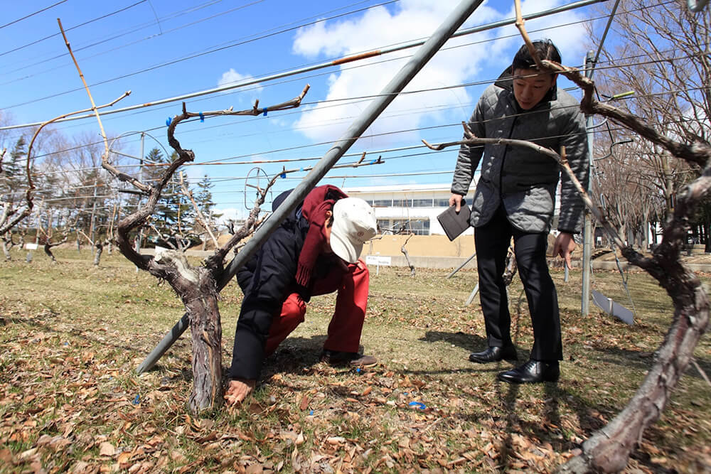 メルローやシャルドネの他に、シャルドネとリースリングをかけ合わせたマンズワイン独自の交配品種、信濃リースリングも栽培