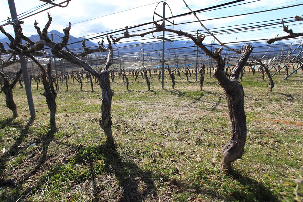 半円形の金属パイプはその支柱。マンズワインが考案した雨除けで、ブドウの実の健全な成熟を助け病害のリスクを減らします