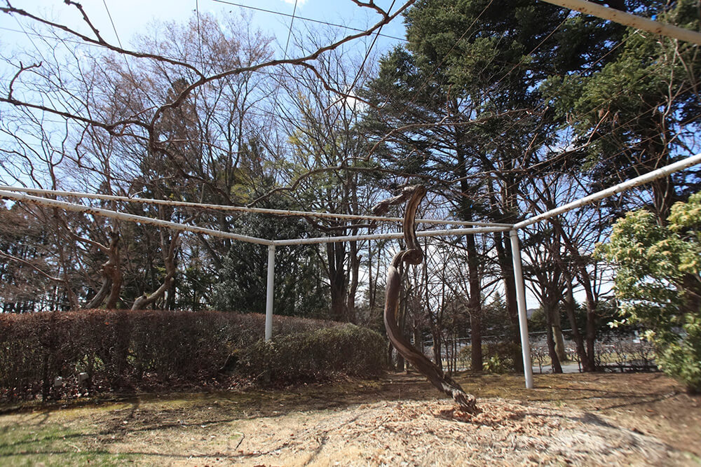 明治初期に中国から導入された品種、善光寺（中国名は龍眼）の樹齢100年を超える樹