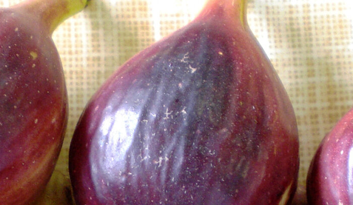 流通の便のいい都市型農業  