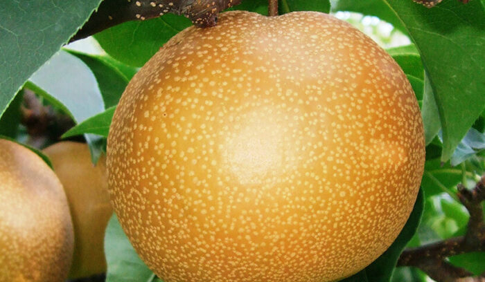 雪国からレアな品種をお届け 