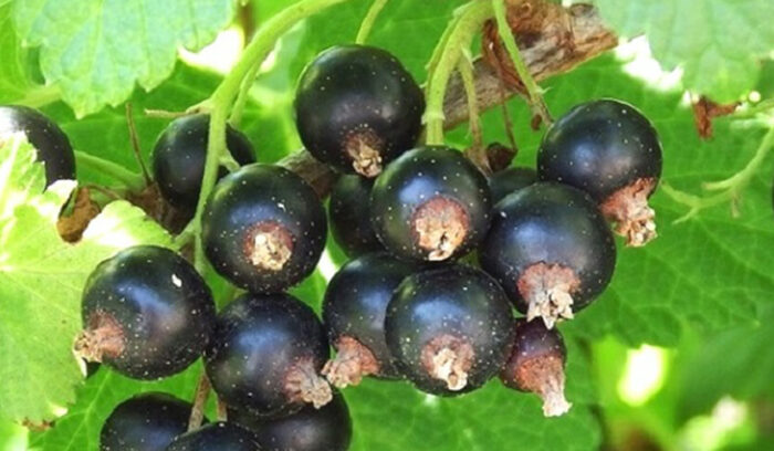 知的財産としての果物を保有  