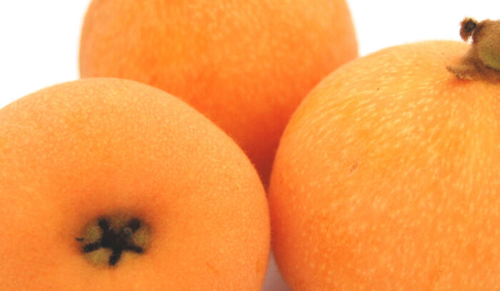 新品種続々。来春お目見えの注目株は？  