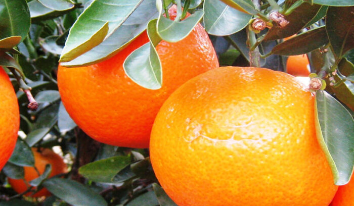 柑橘王国の誇りをかけて  