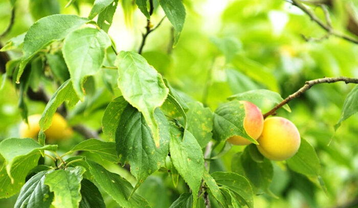 栽培法で差別化を図る  