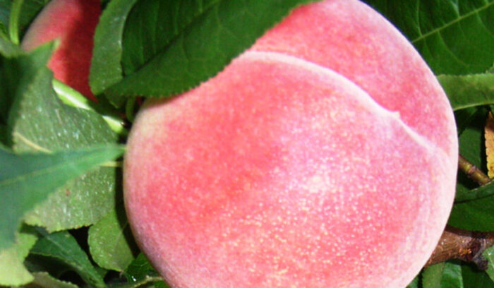 モモ産地福島、挑戦中です！  