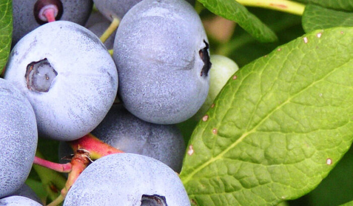 句にも詠まれる梅の里  