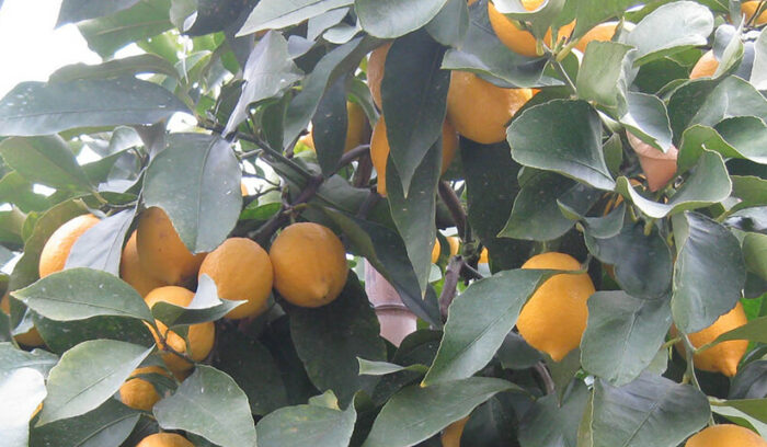 レモンブームの担い手のルーツ  