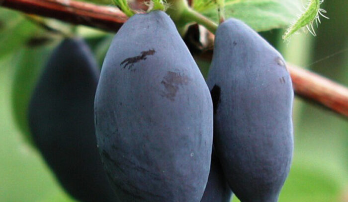 冷涼な気候が作る、特徴ある生態系  