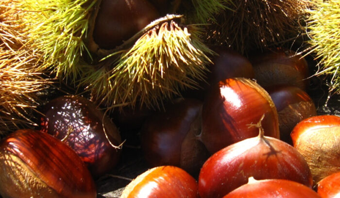 秋の味覚が誇りです  