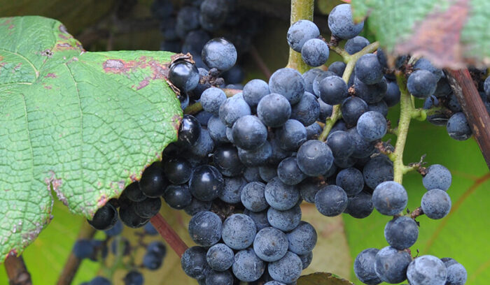 オンリーワン産地を目指す  