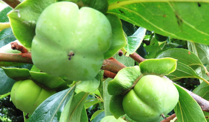 なぜ「碁盤」？ なるほど「碁盤」！  