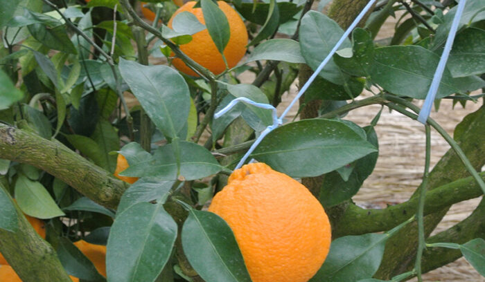 鹿児島自慢の果物は名前がユニーク  