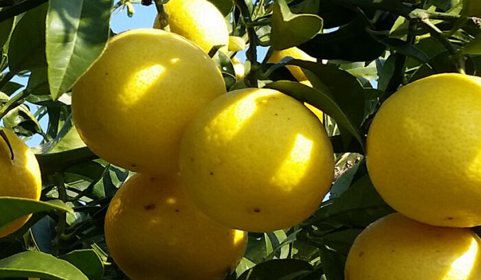 アイデアが光る独自ブランドの作出  