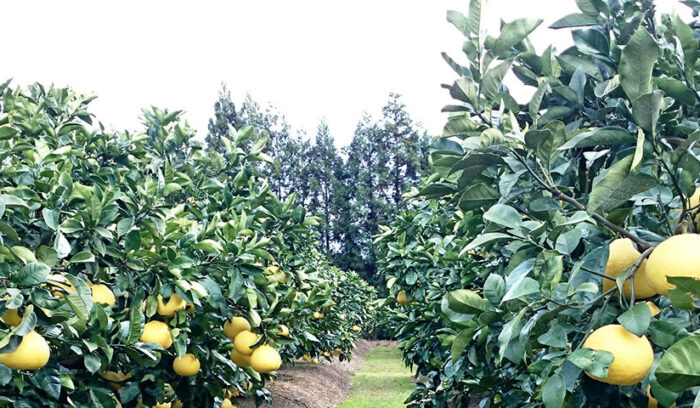 手間をかけ、時間をかけて、磨き上げる  