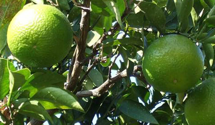 日本人の味覚に寄り添う  