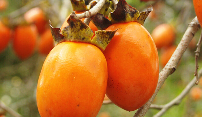 果物で体感する伝統と進化   