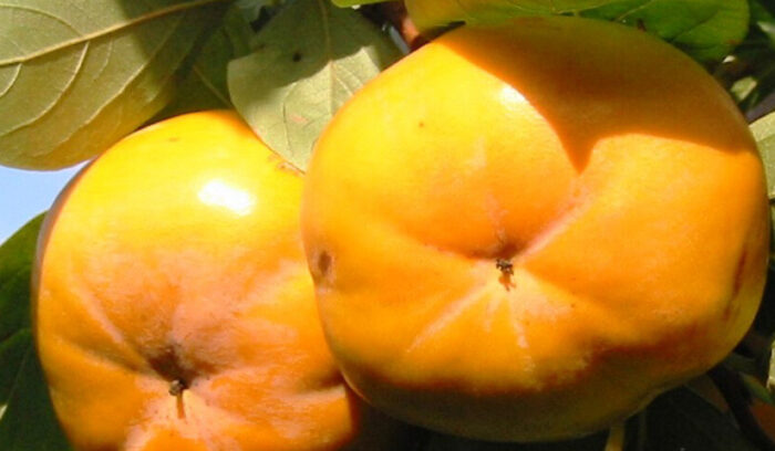 伊勢で守られる、市の天然記念物  