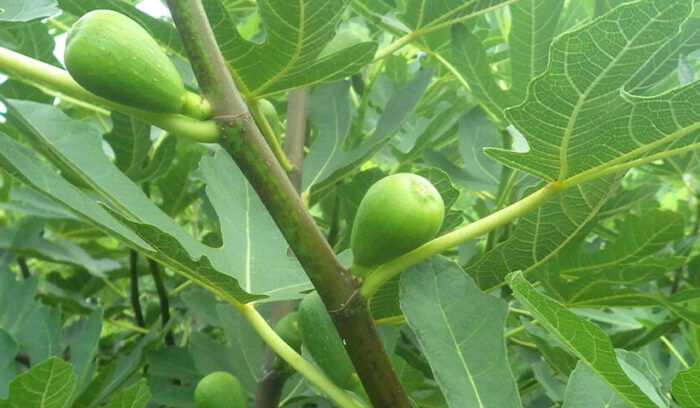 気候条件に適した品種を考案 