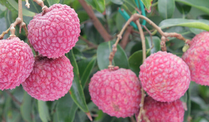 日本有数のトロピカルフルーツ産地  