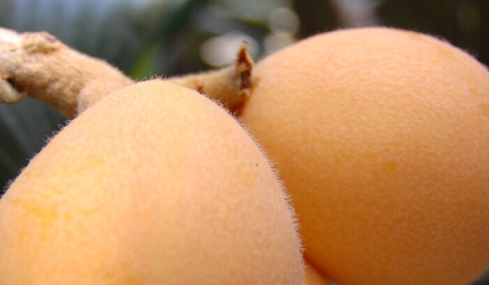 びわの名産地の古株と新顔  