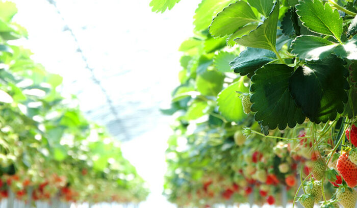 雪国が育む完熟度の高さ 