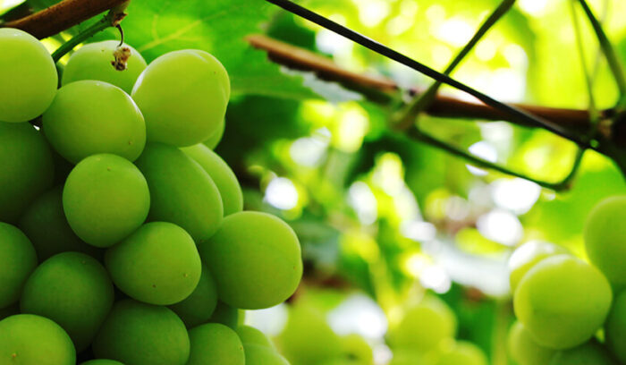 最高級フルーツの産地です  