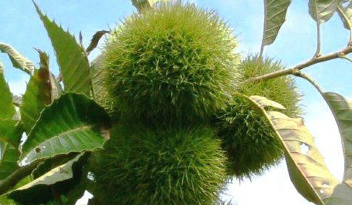 菓子定番の和素材発祥の地   