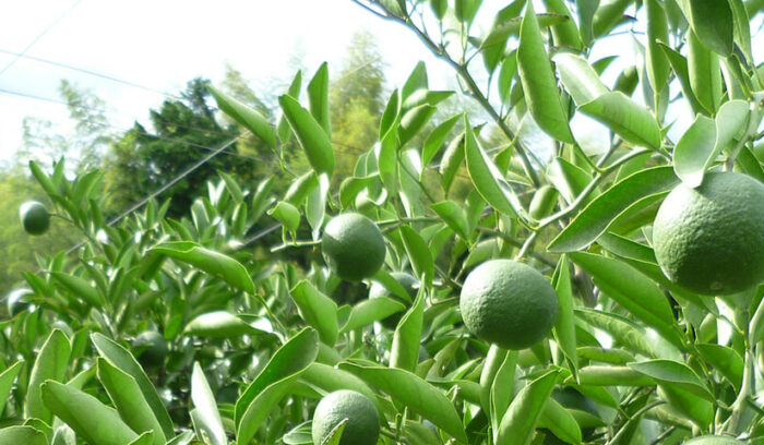 キリシタン文化との関わり深い島の柑橘  