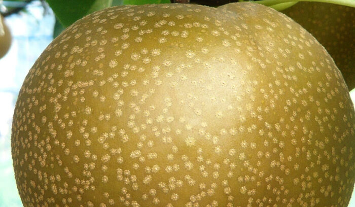 地域にちなんだ新品種開発に尽力 