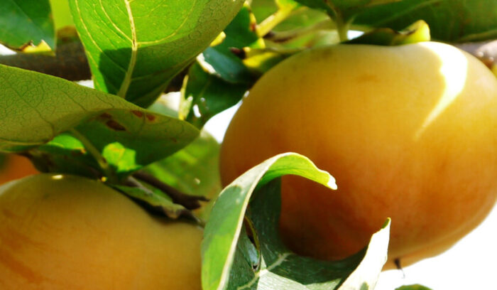 観光直売で高品質な果物を  