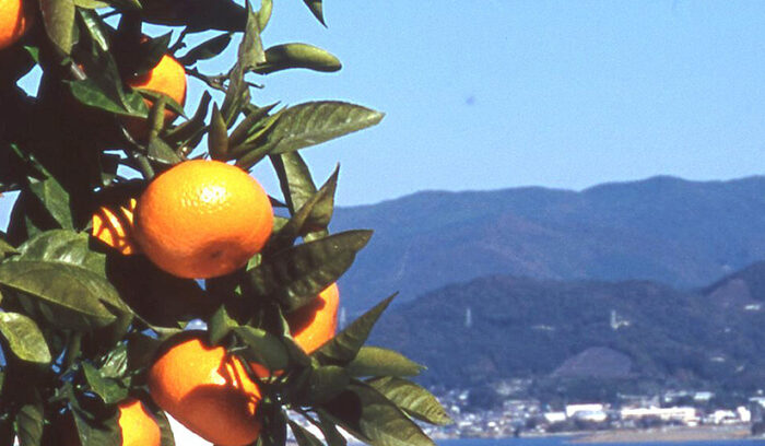 定番フルーツと新種のフルーツ野菜 !?  