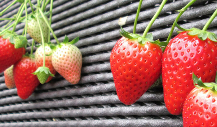 世界を見据える生産者たち  