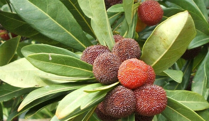 可憐なヤマモモ。「幻の果実」と呼ばれることも 