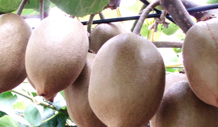 実は名品種が揃っています  