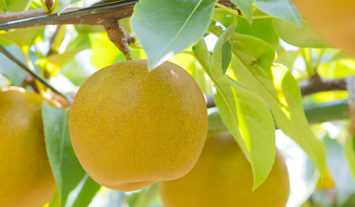 シャクシャクの歯触りがうれしいフルーツ2題  