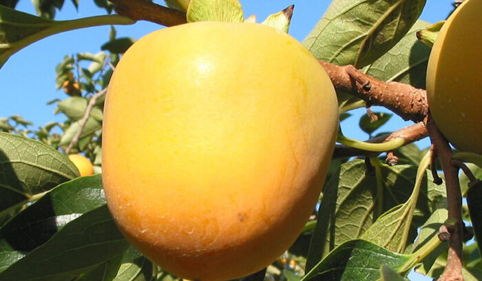 古くからの在来種が揃う  