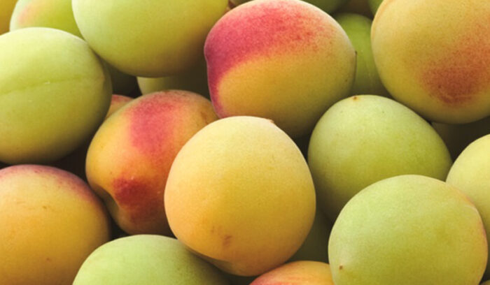 豊かな果樹王国の2トップ  