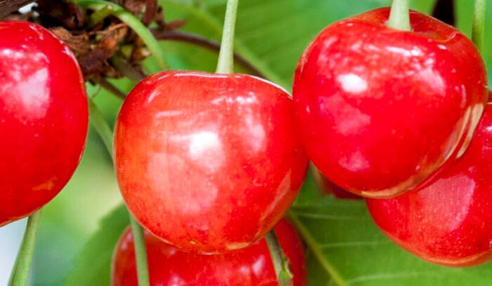 日本きってのサクランボ大国  