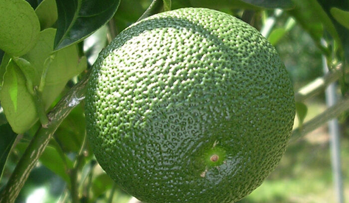 柑橘いろいろ。それぞれの個性を見極めて