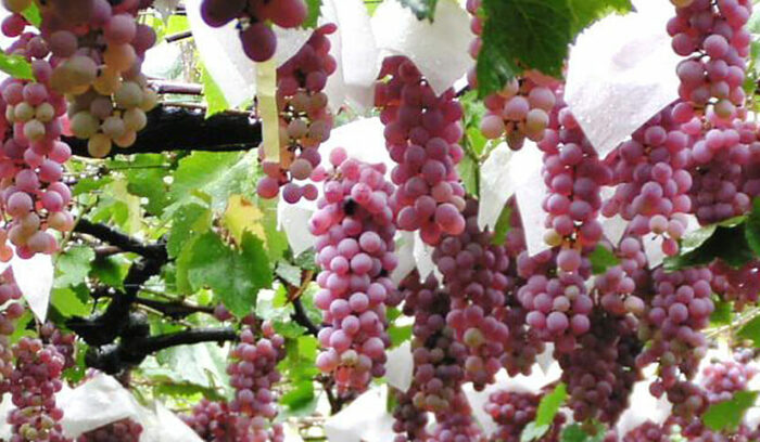 日本が誇るブドウ王国 