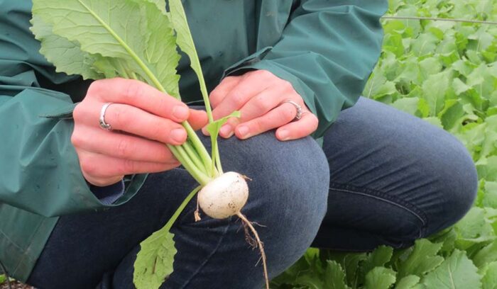 和野菜の栽培・販売エリアが拡大中！