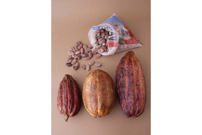 第1話「カカオプランナーになる！」（全5話）