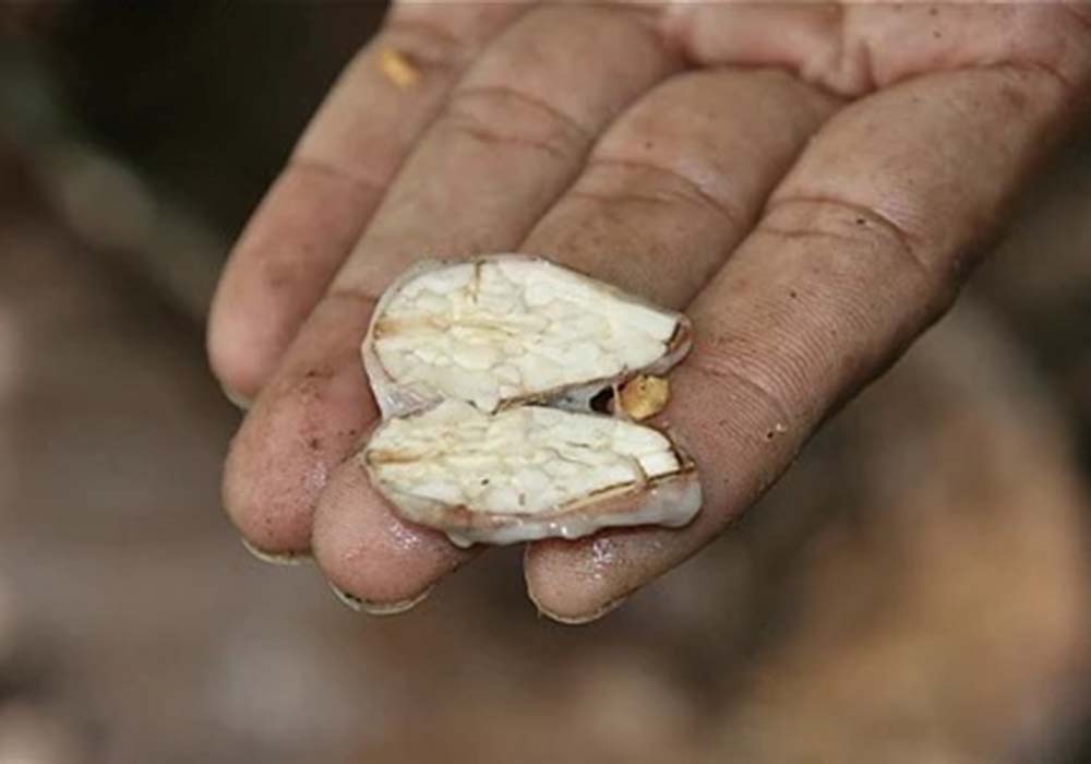 CACAO DE COLOMBIA S.A.S.