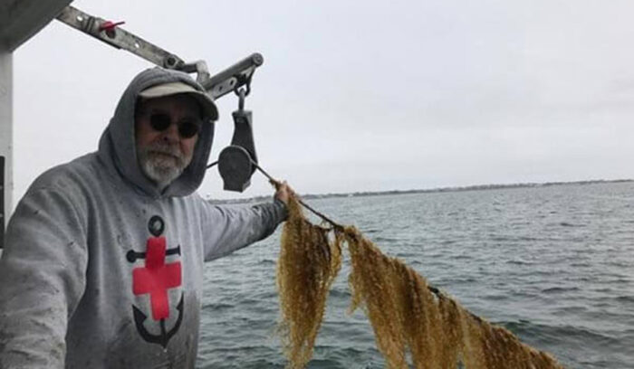 もう、海の雑草と呼ばないで！ 米国産養殖昆布