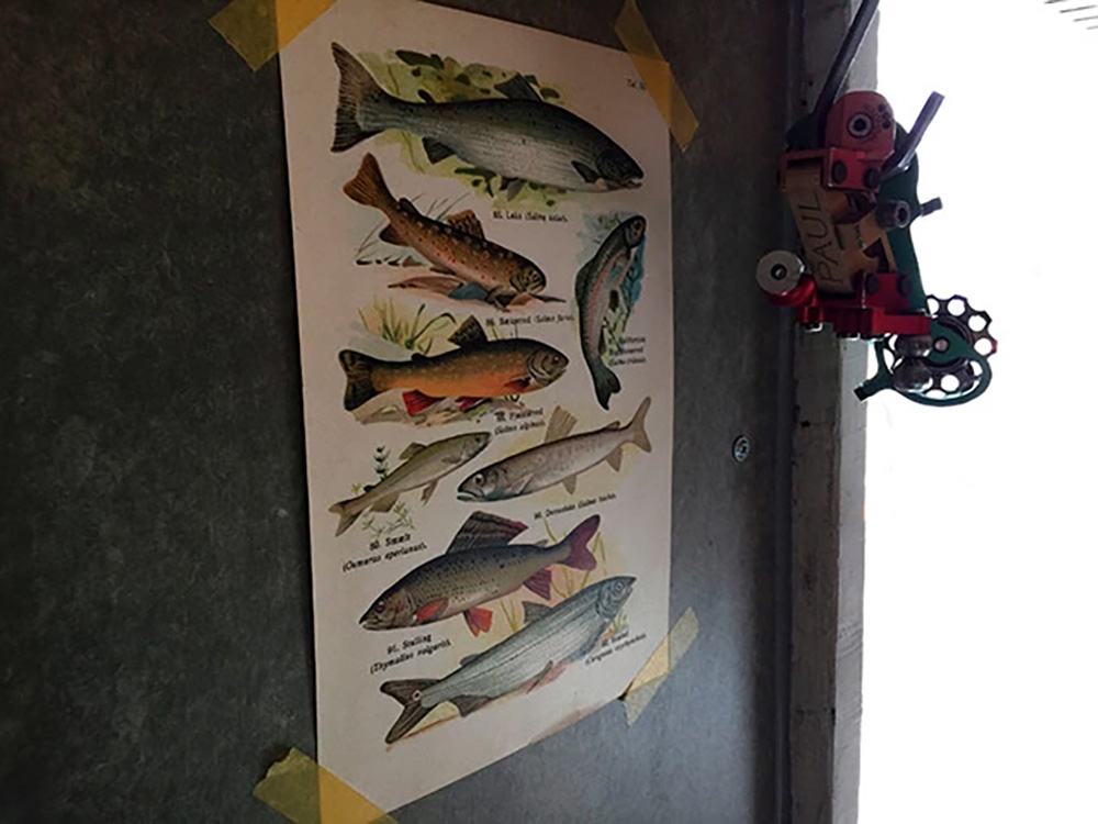 「サーモン＆トラウト」の壁や棚を魚グッズが彩る。