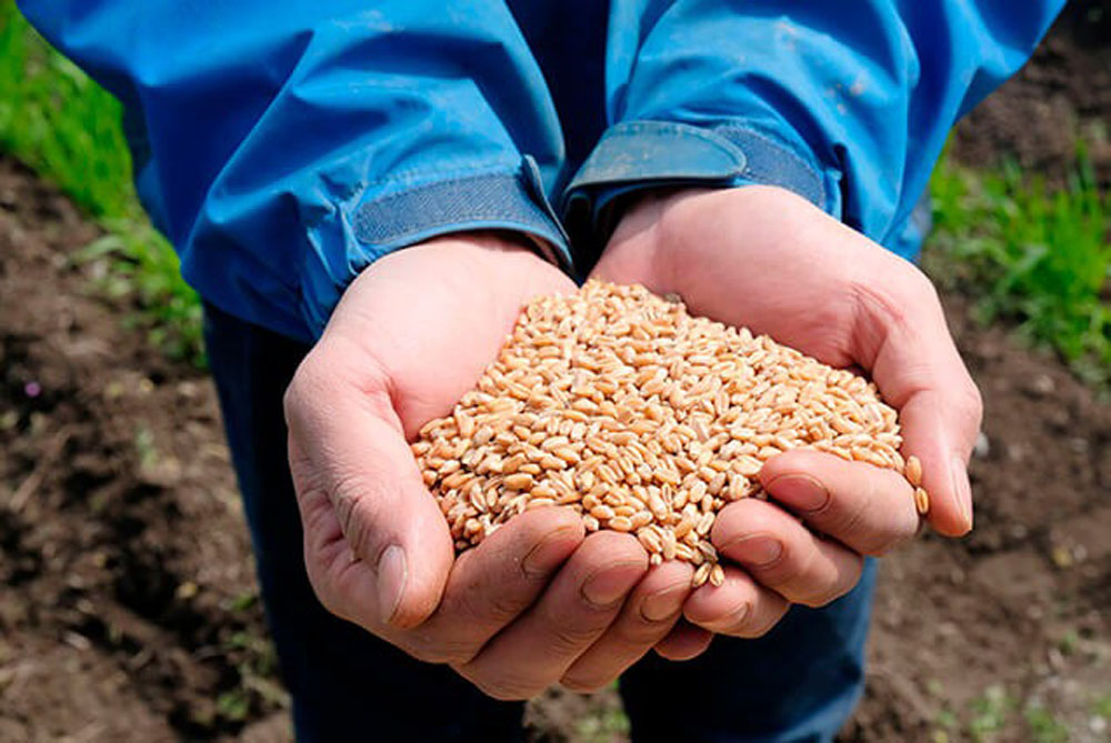 在来小麦の種の採取。