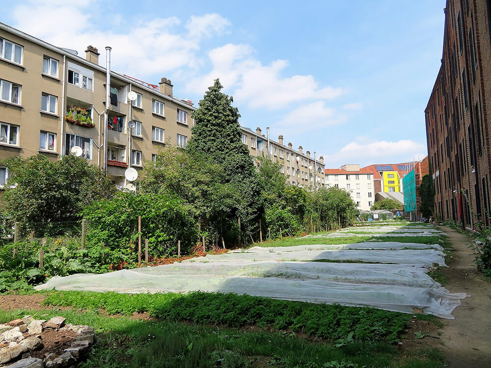 店の裏手、建物と建物の谷間にある畑